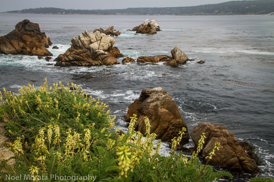  Enjoying nature at Point Lobos Reserve