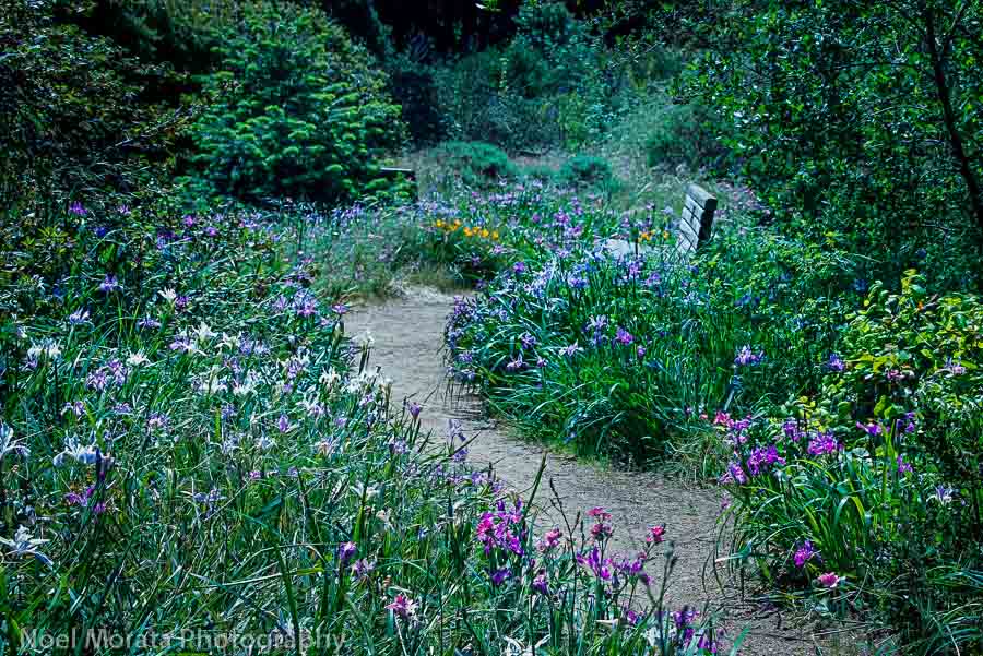 California garden at Golden Gate Park