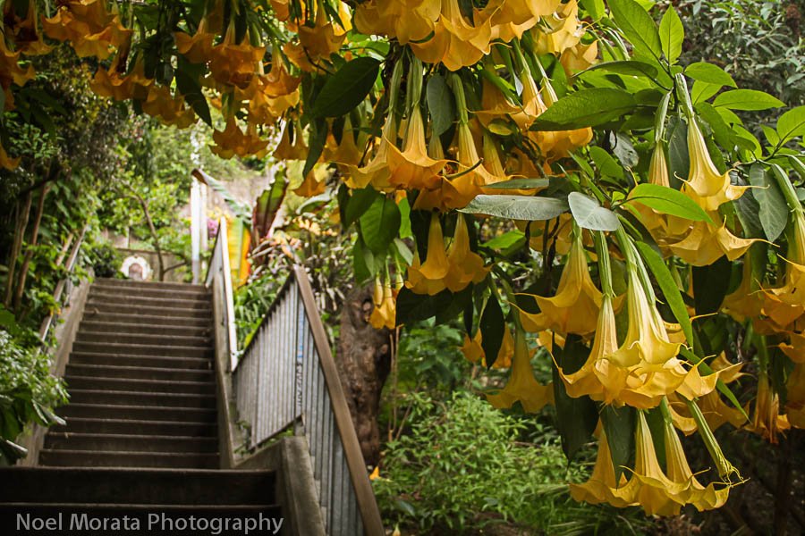The Greenwich stairs to the community gardens