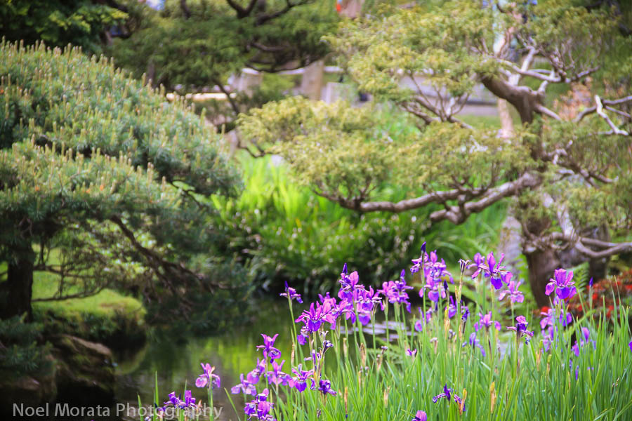 Iris blooms at the Japanese tea gardens
