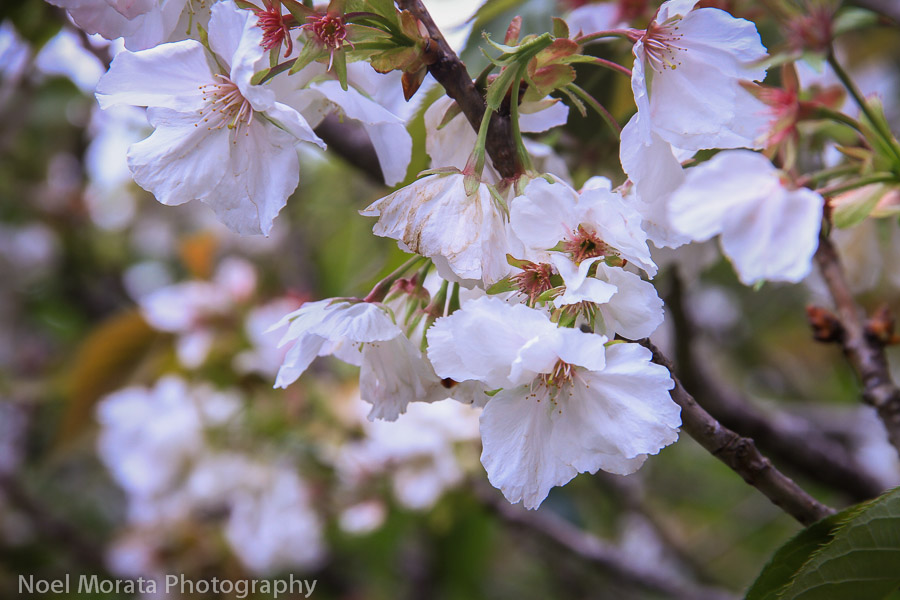 Cherry blossoms in bloom at the Japanese tea garden