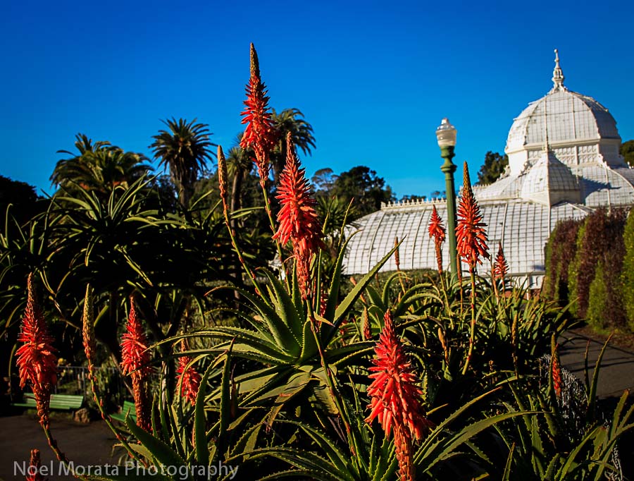 Cactus and succulent garden at the Conservatory of Flowers