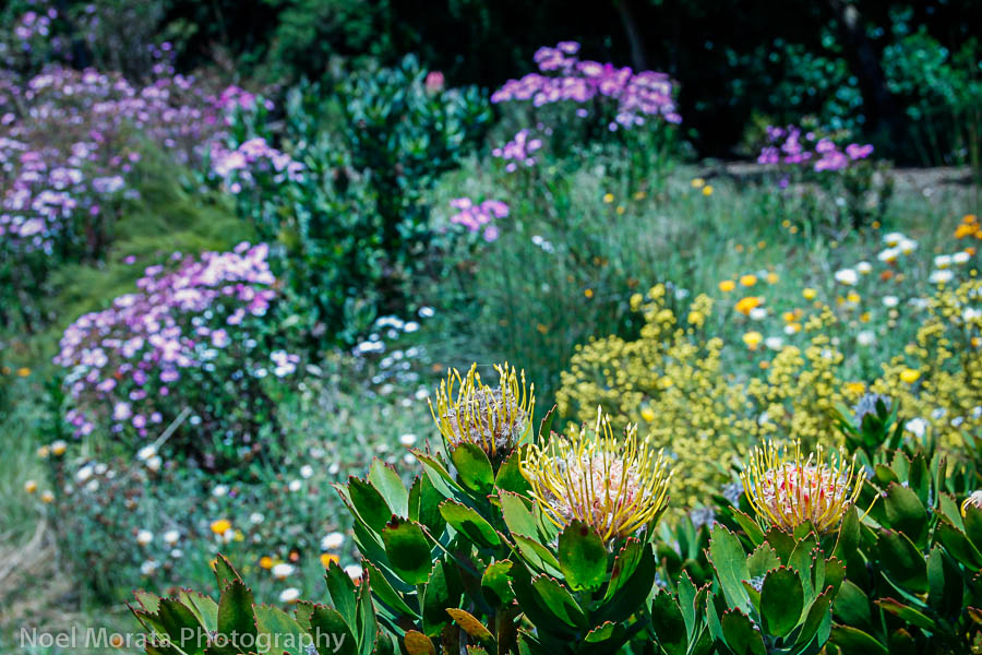 Protea blooms at the San Francisco botanical garden