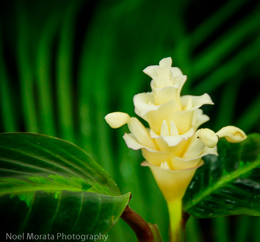 A tropical ginger plant at the Conservatory of flowers