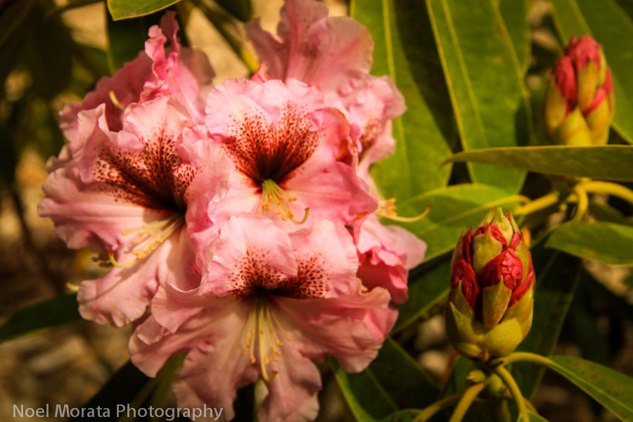 Gorgeous blooms at McLaren rhododendron dell 