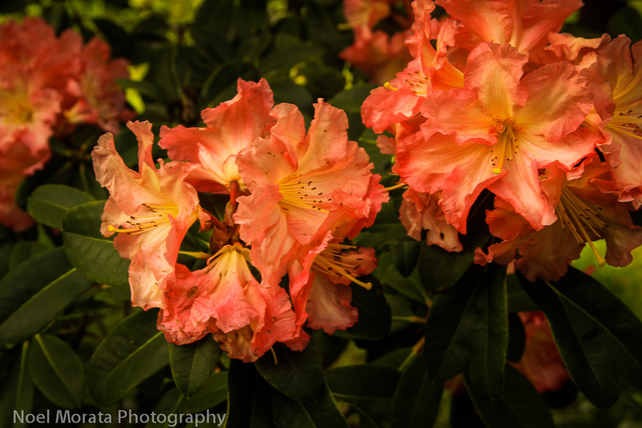 Rhododendrons in full bloom at Golden Gate Park