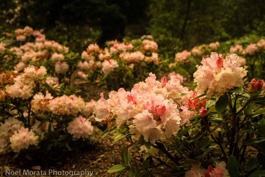 New Rhododendron plantings at Golden Gate park
