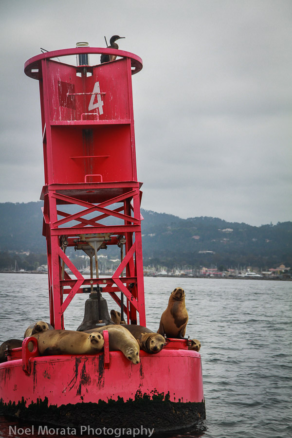 Cruising Monterey Bay, Travel Photo Mondays #46