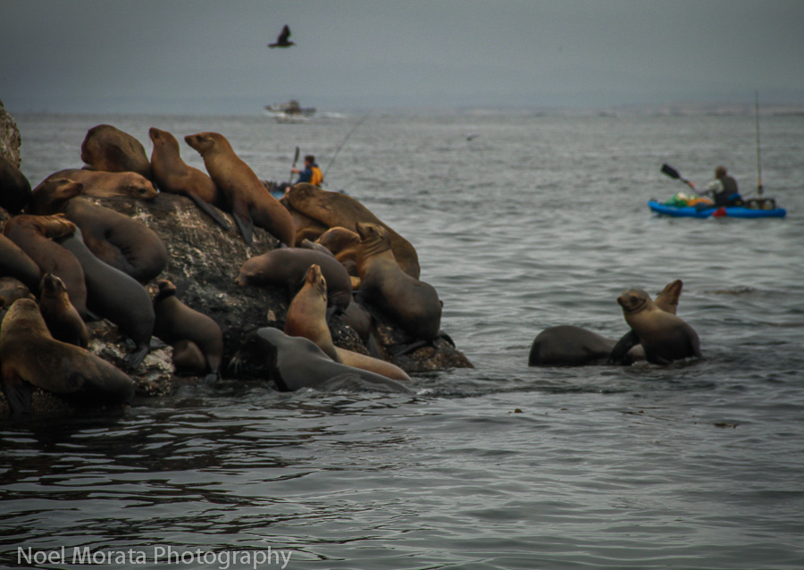 Sea rock hangout at Monterey Bay