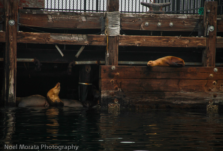Harbor seals find sheltered spots at the habor