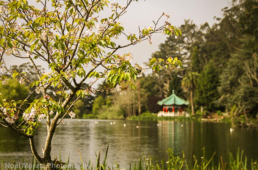 Stow Lake with pagoda in the background