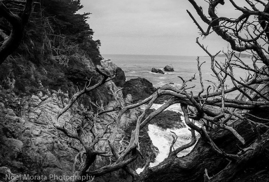 Point Lobos State Reserve in black and white
