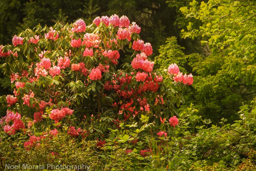  Golden Gate Park and the Rhododendron Dell 