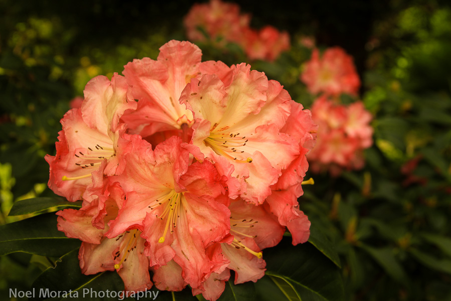 A flush of blooms at the Rhododendron Dell 
