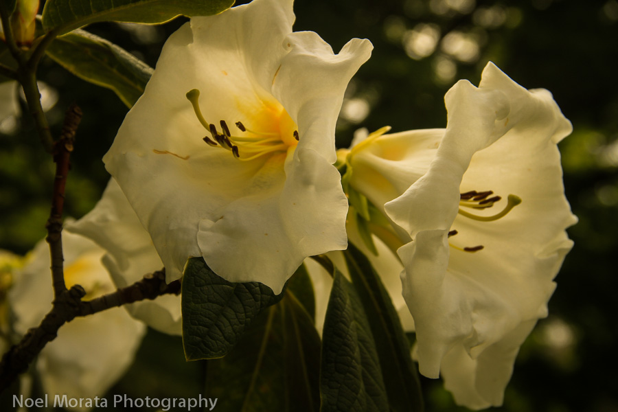 Rhododendron Dell in Golden Gate Park