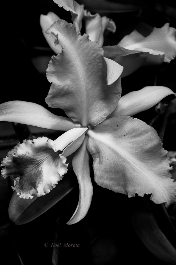 Orchid in black and white, captured in raw mode