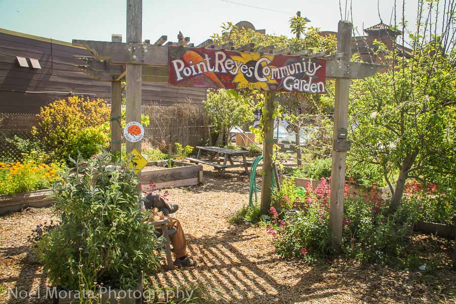 The community garden at Point Reyes Station