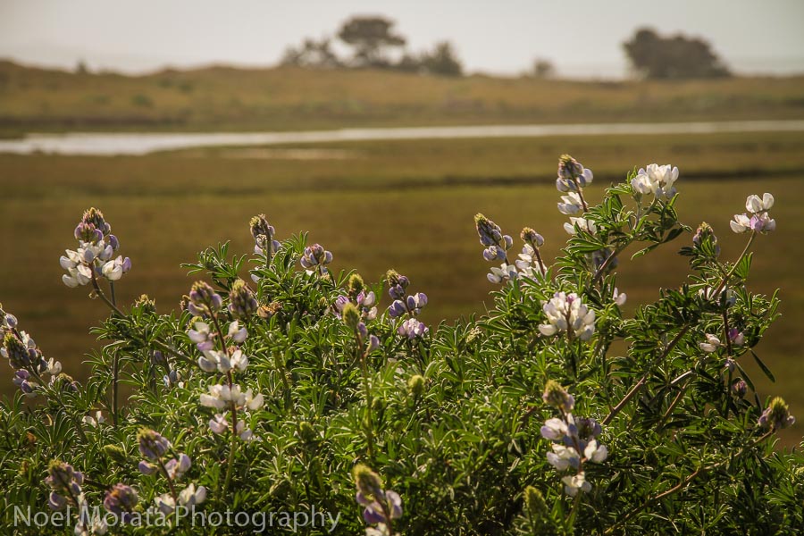 Wildflowers at the estuary at Point Reyes