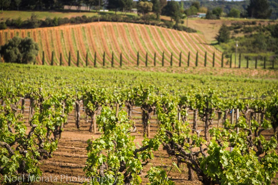 Zinfandel vineyard at Dry Creek Valley, Sonoma