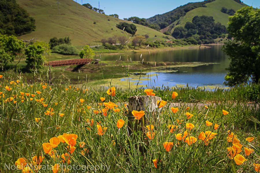 Stafford Lake with California Poppies