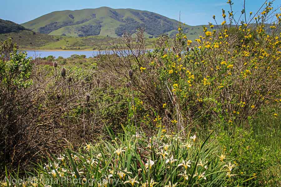 Wildflowers by the Nicasio reservoir