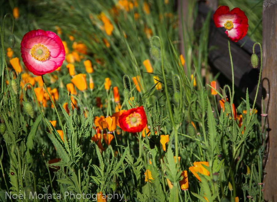 Annuals in bloom at Luther Burbank Gardens