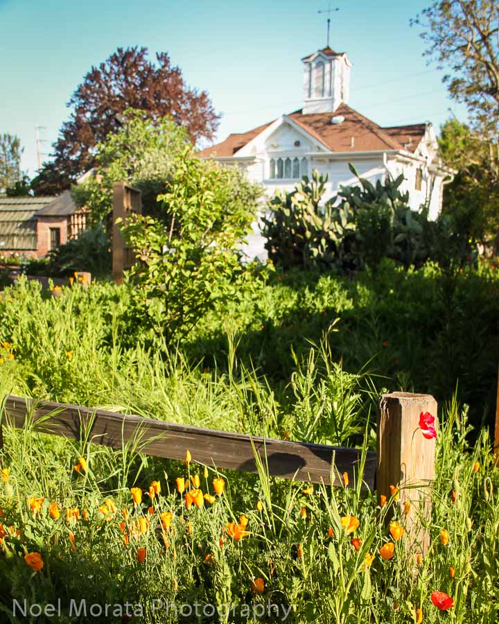 Luther Burbank Gardens and home