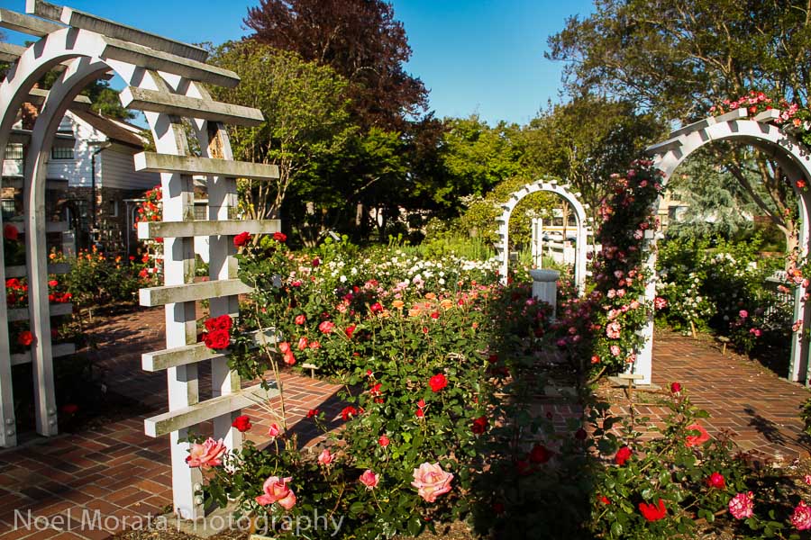 Luther Burbank Gardens, the rose garden