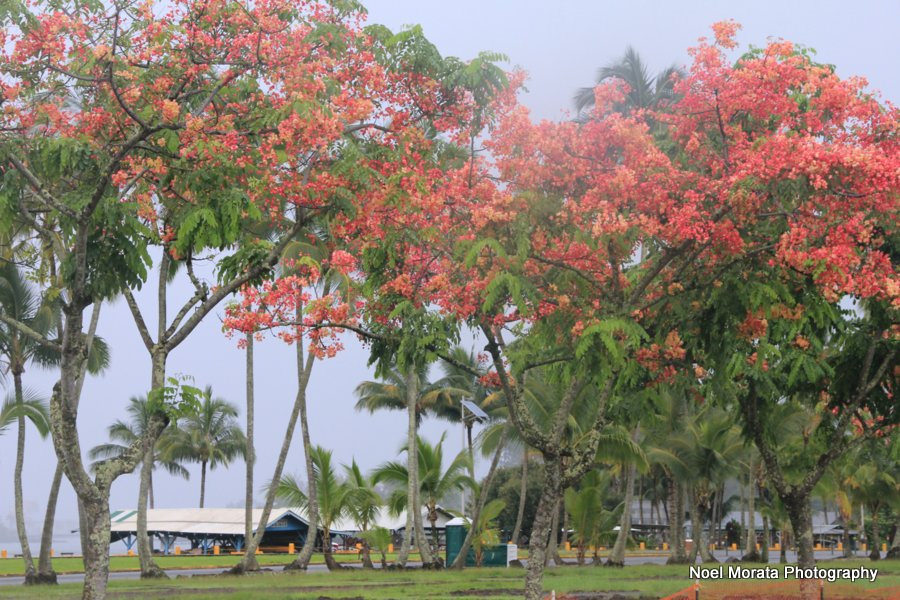 Iselle aftermath Big Island, bayfront