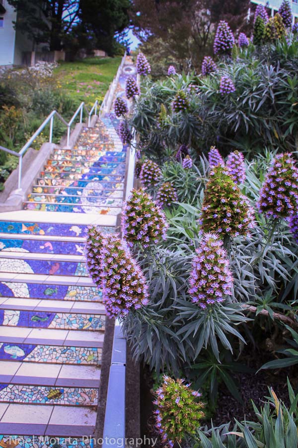 Cool places to visit in San Francisco including the 16th Avenue stairs