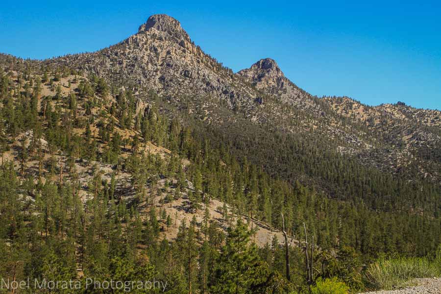 Bristle cone peaks at Spring Mountain National Park