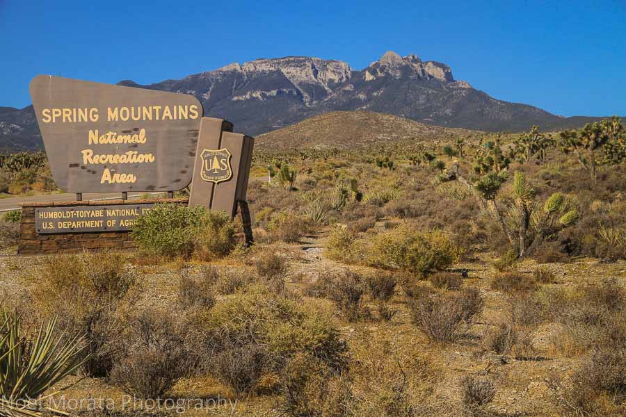 Welcome to Spring Mountain National Forest