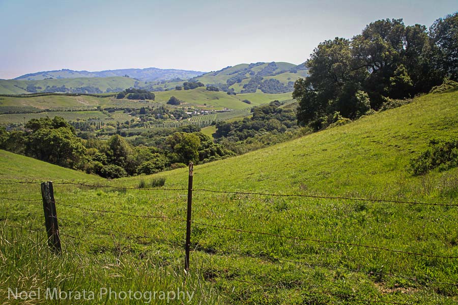 Gorgeous rolling hills in West Sonoma County