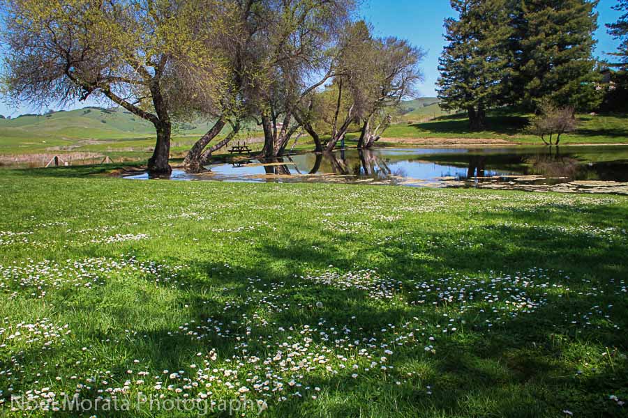 Ponds and picnic area at Marin French Cheese 
