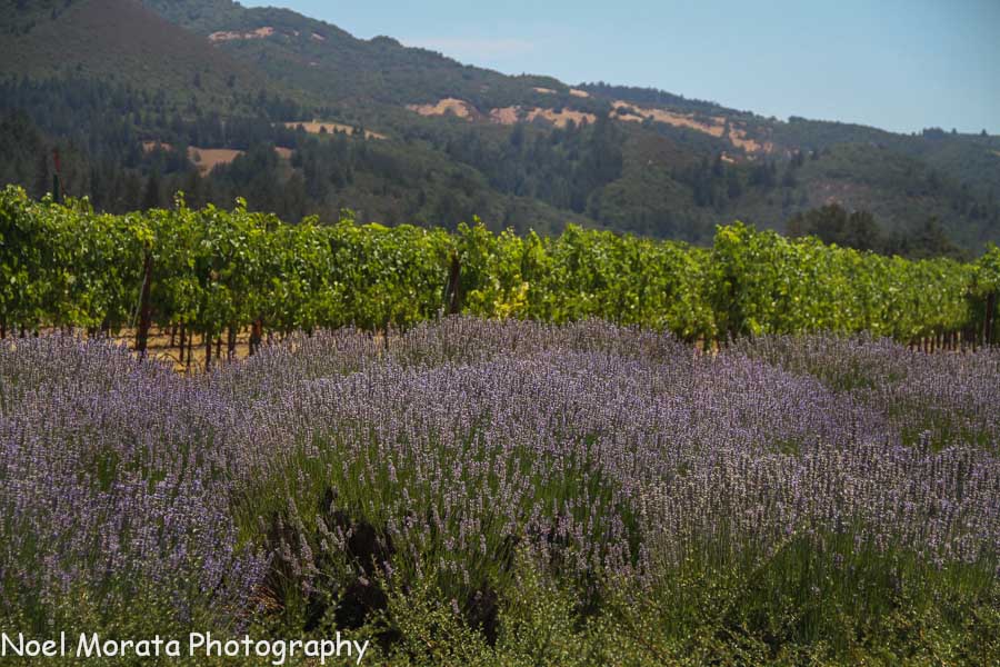 St. Francis Winery in Sonoma – a food and wine experience