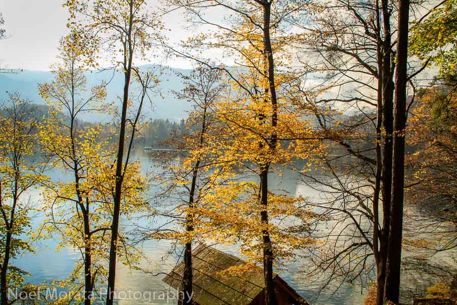 Autumn glory by the shore line at Lake Bled