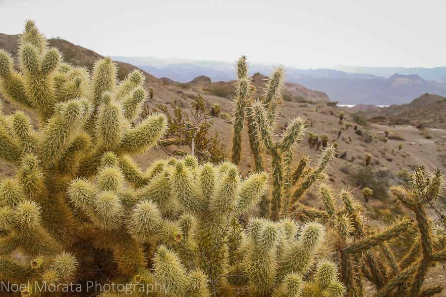 Rugged landscape and cactus just outside of Las Vegas metropolis