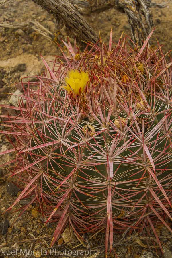 A barrel cactus in bloom