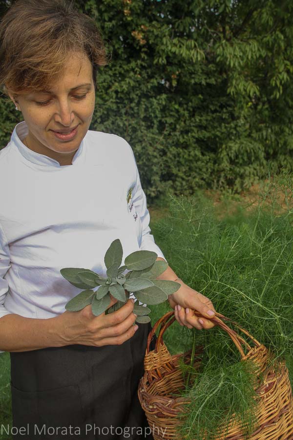 Collecting some herbs and greens for the cooking class at Variegated eggplants at Podere San Giuliano 
