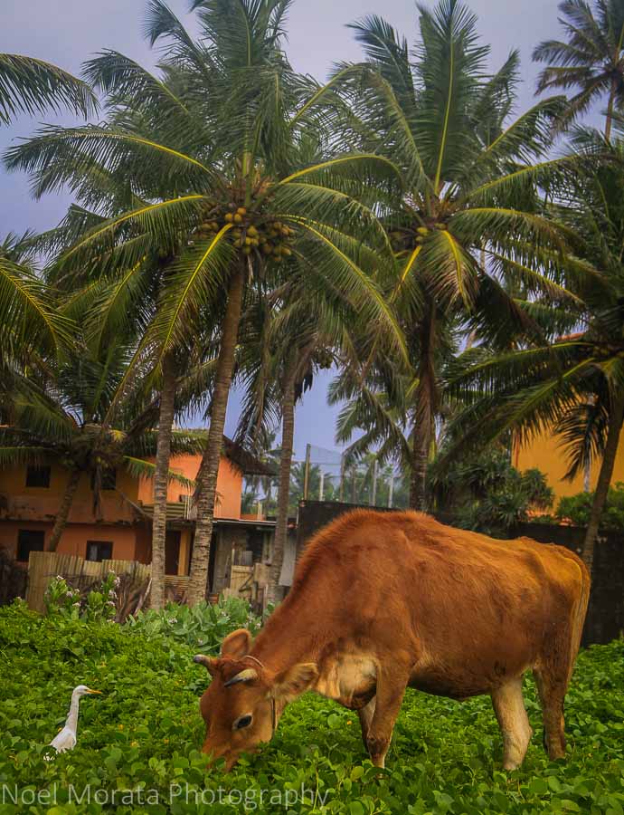Cows feeding on the outskirts of Galle, Sri Lanka