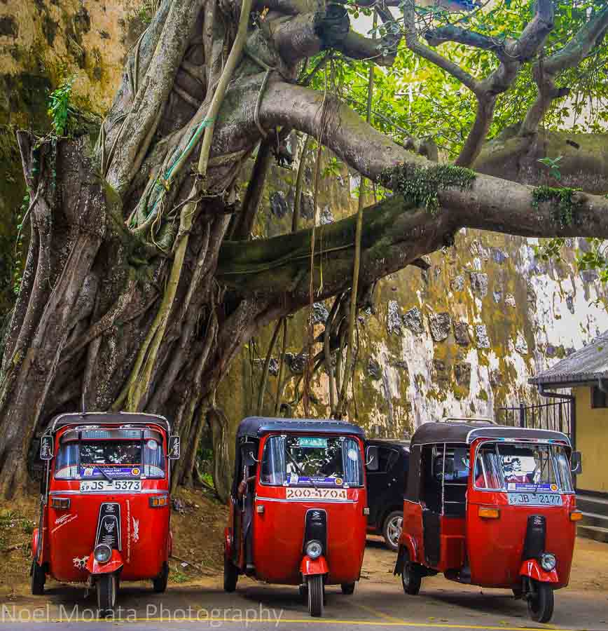 Tuk Tuks and banyan tree by Galle fort