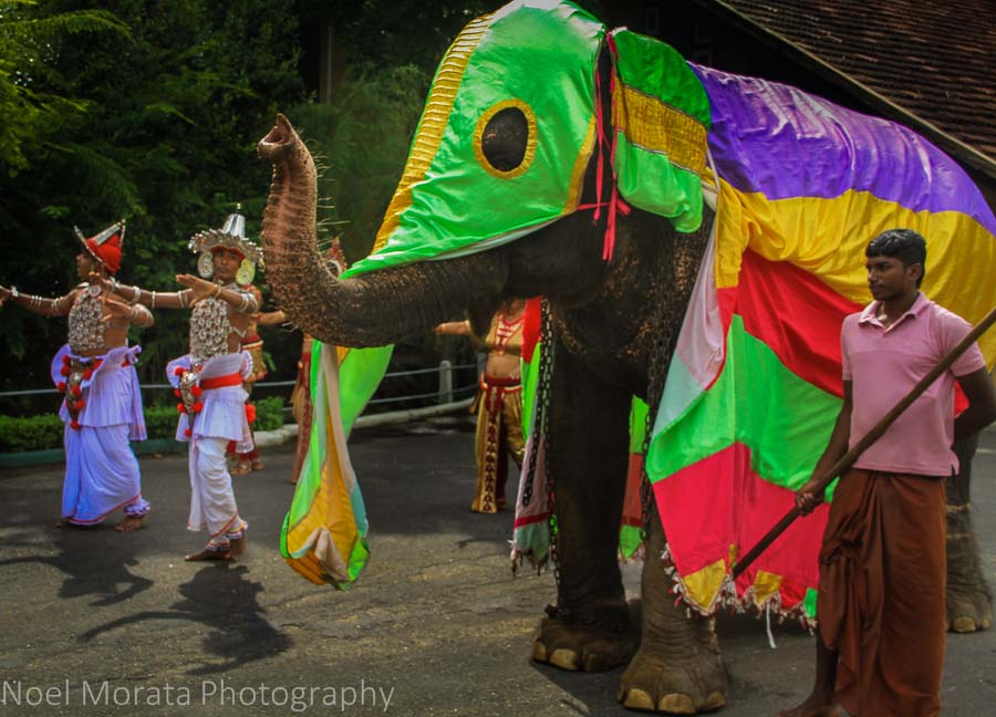 Traditional dances and a colorful elephant in Habanara