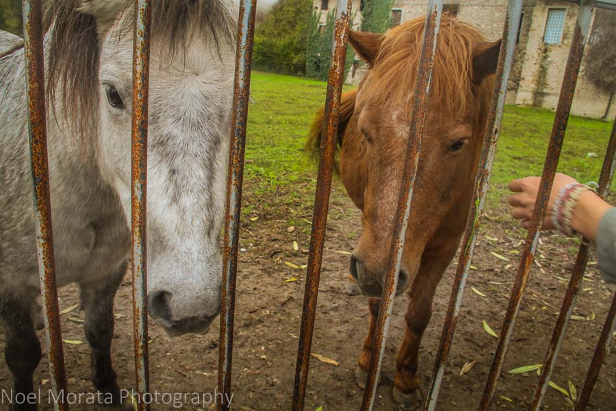 Hungry horses looking for treats at Borghetto