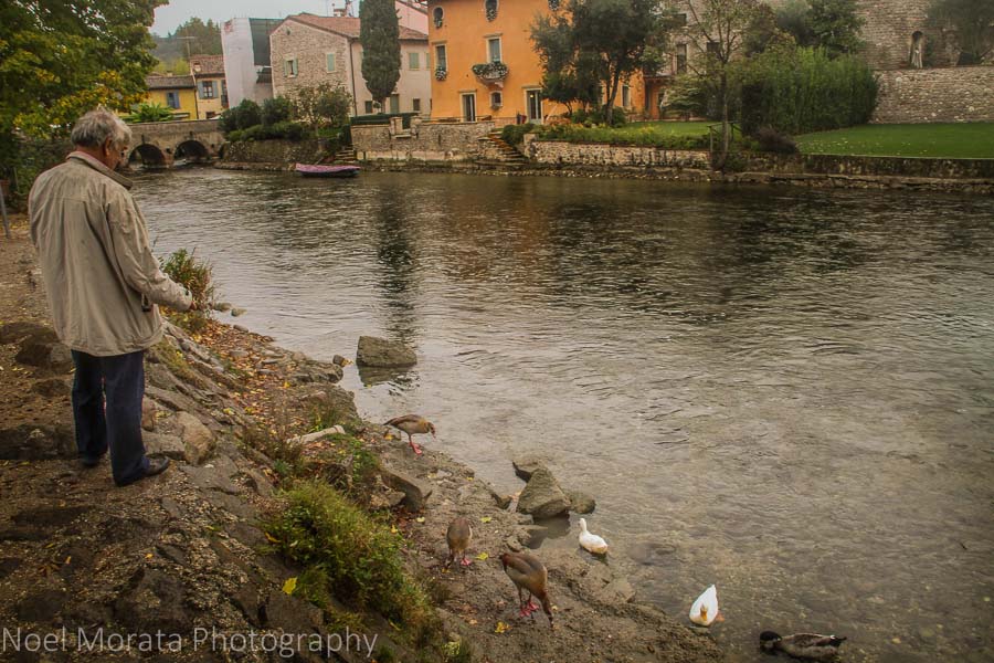 Feeding ducks along the Mincio river, Italy