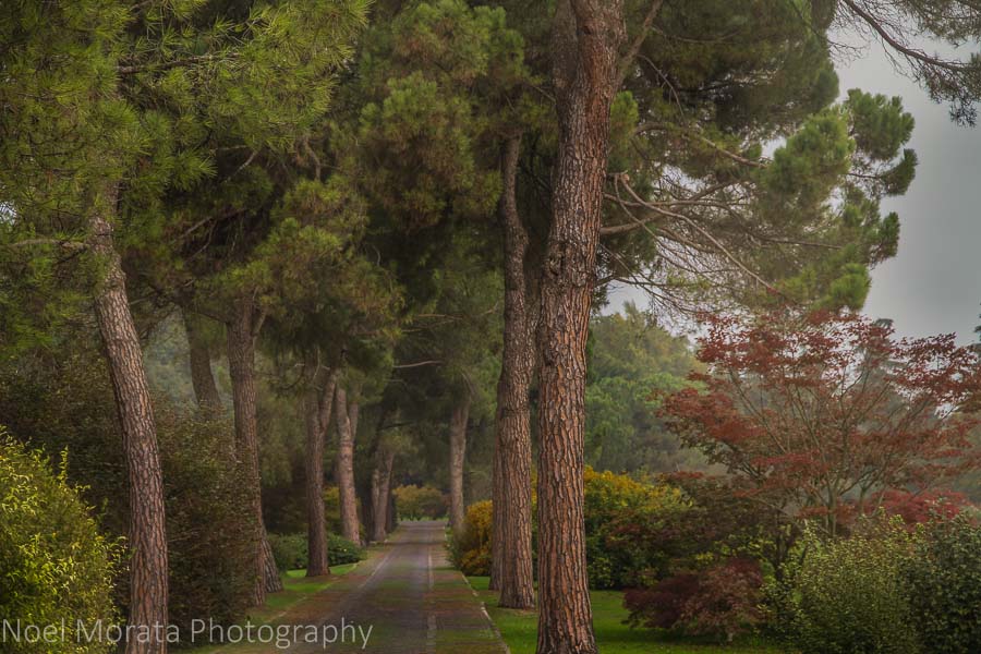 A gorgeous tree lined walkway at Parco Giardino Sigurtà 