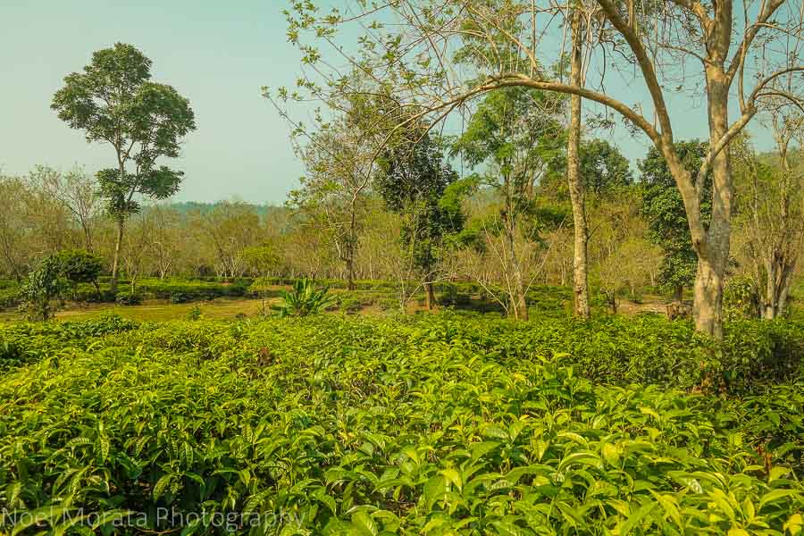 Araksa Tea Plantation, Chiang Mai, Thailand