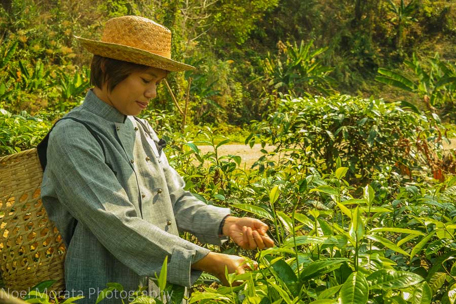 Harvesting ripe tea at Araksa Tea Plantation