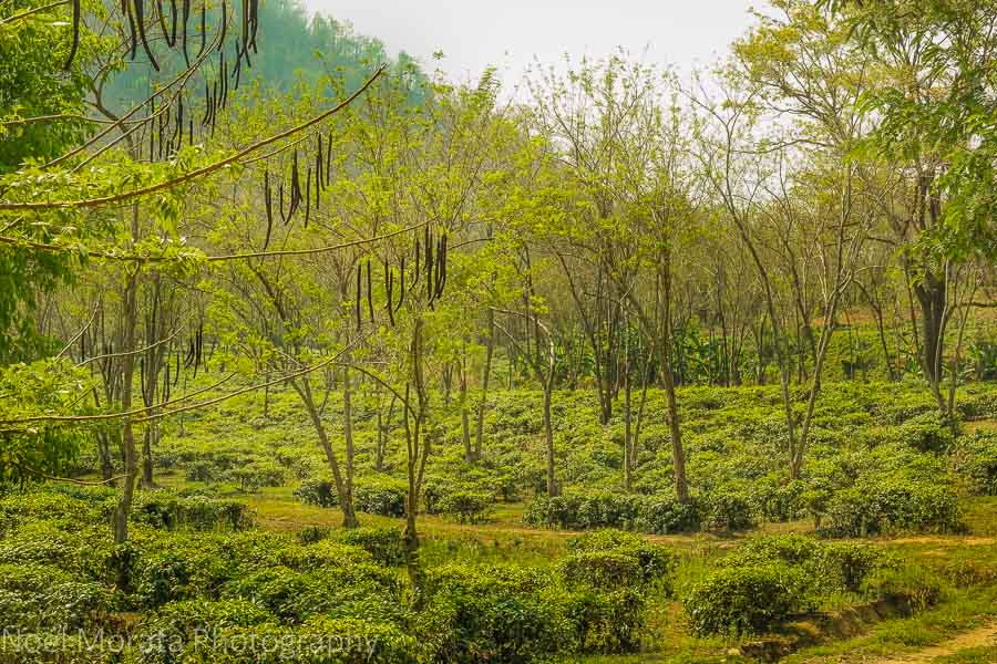 The Araksa tea plantation in Northern Chiang Mai province