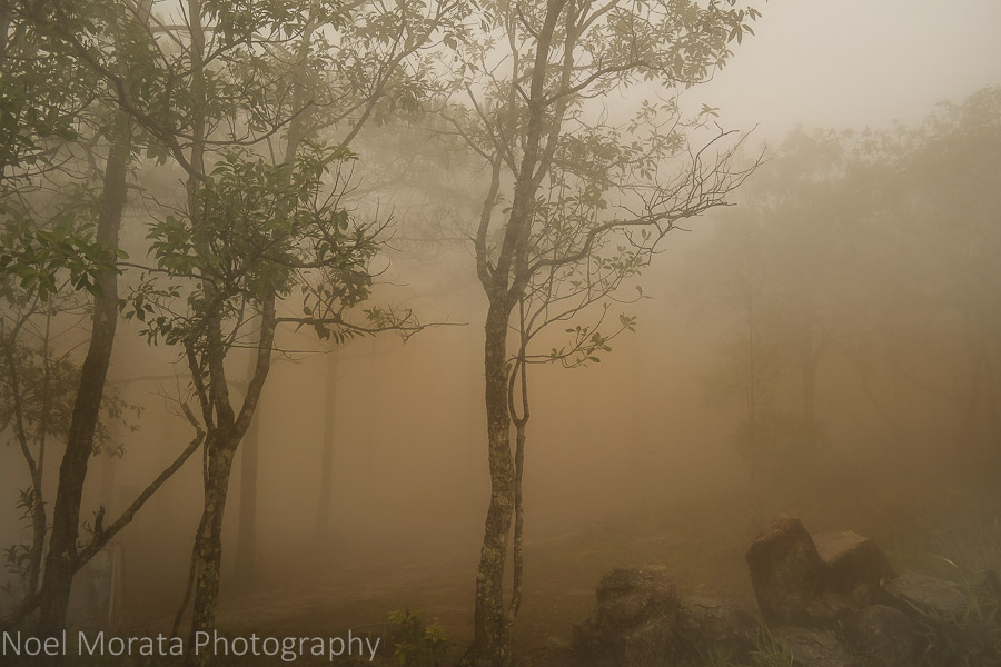 Dense fog at Phu Ruea National Park 