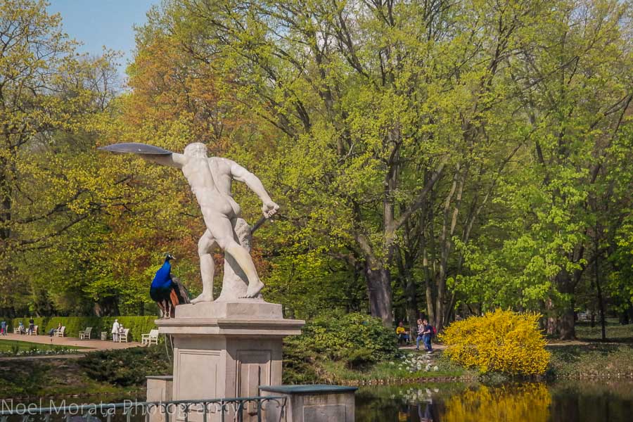 Touring Warsaw: Statues and peacocks at Łazienki Park 